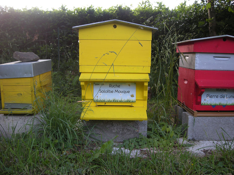 La ruche Sololbe Mouque